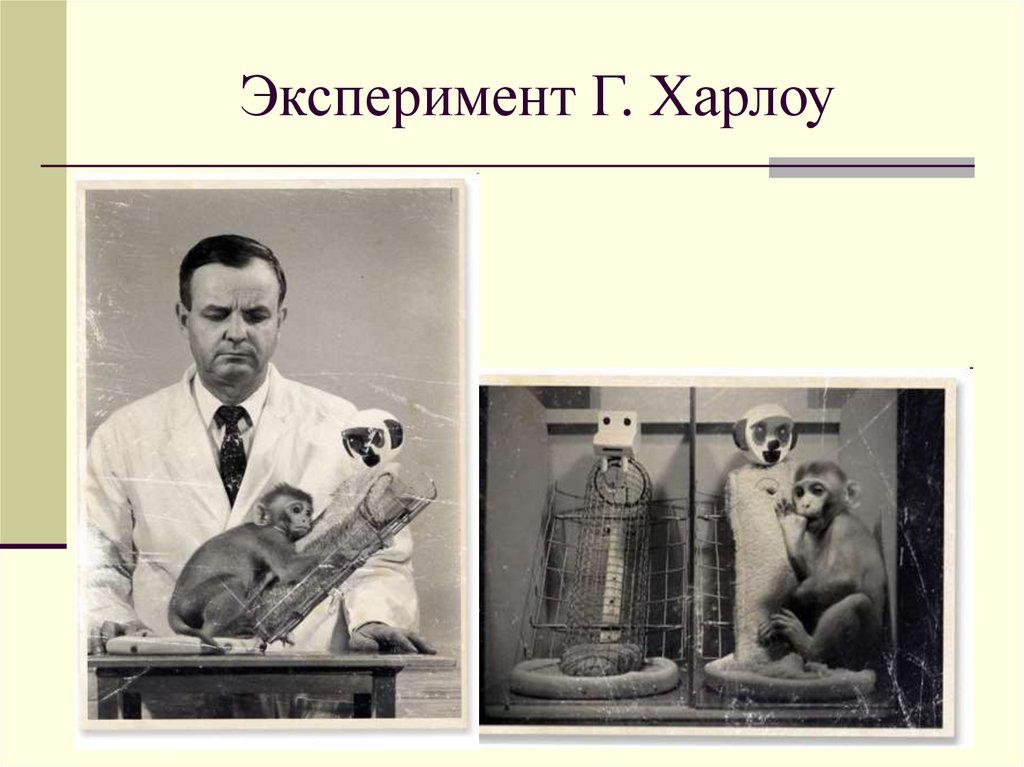 Эксперимент Г. Харлоу
