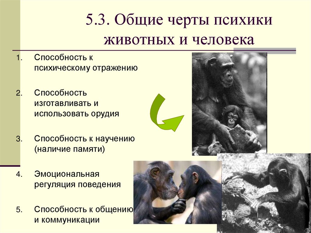 5.3. Общие черты психики животных и человека
