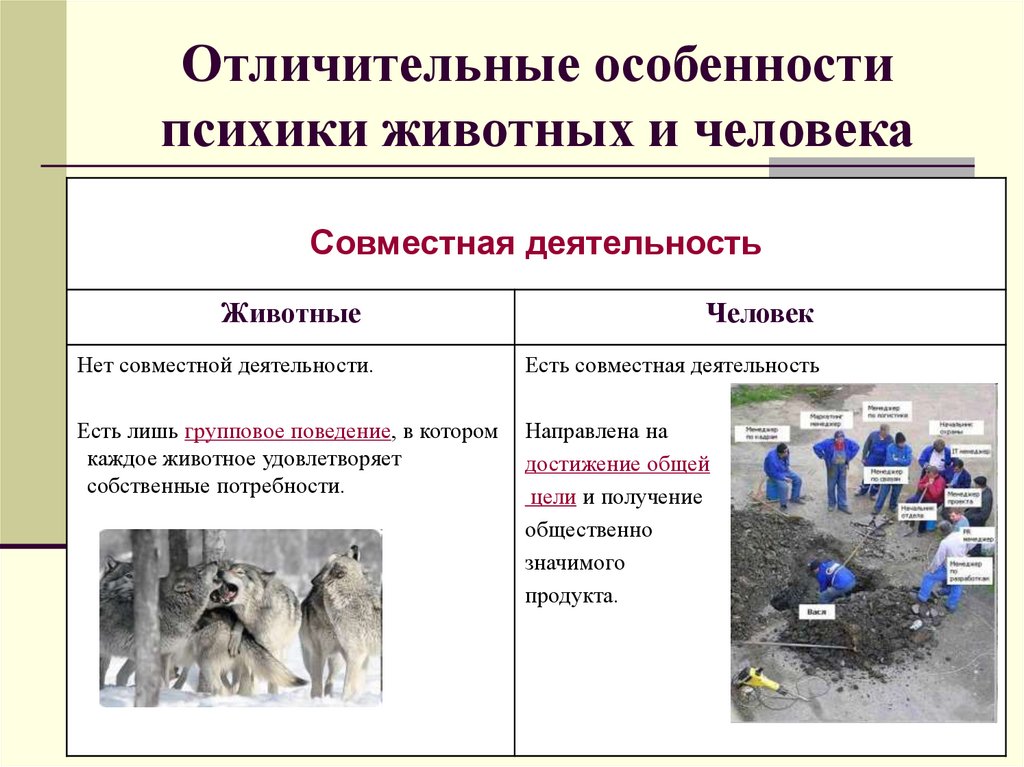 Отличительные особенности психики животных и человека