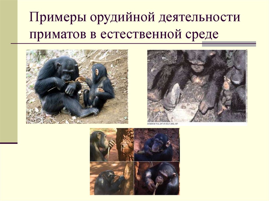 Примеры орудийной деятельности приматов в естественной среде