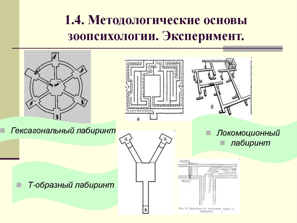 1.4. Методологические основы зоопсихологии. Эксперимент.