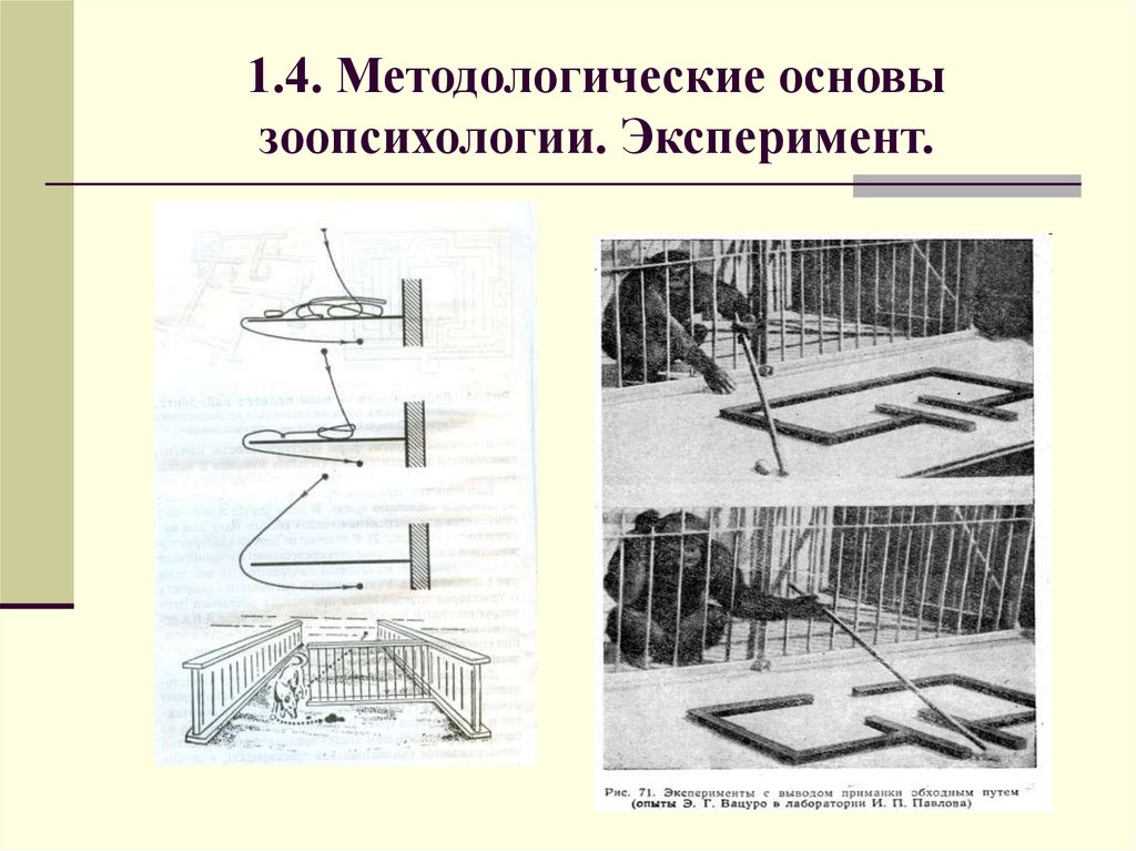 1.4. Методологические основы зоопсихологии. Эксперимент.