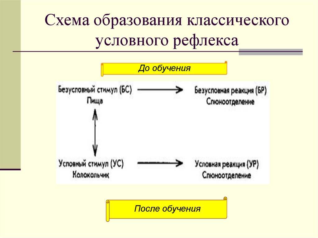Схема образования классического условного рефлекса