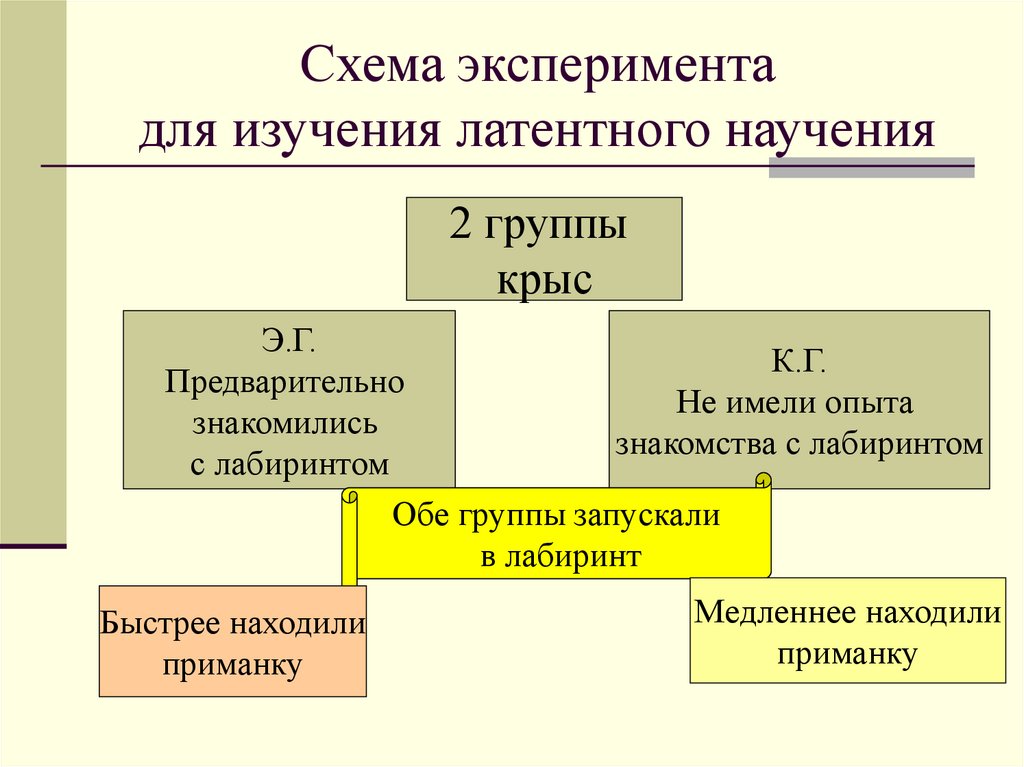 Схема эксперимента для изучения латентного научения