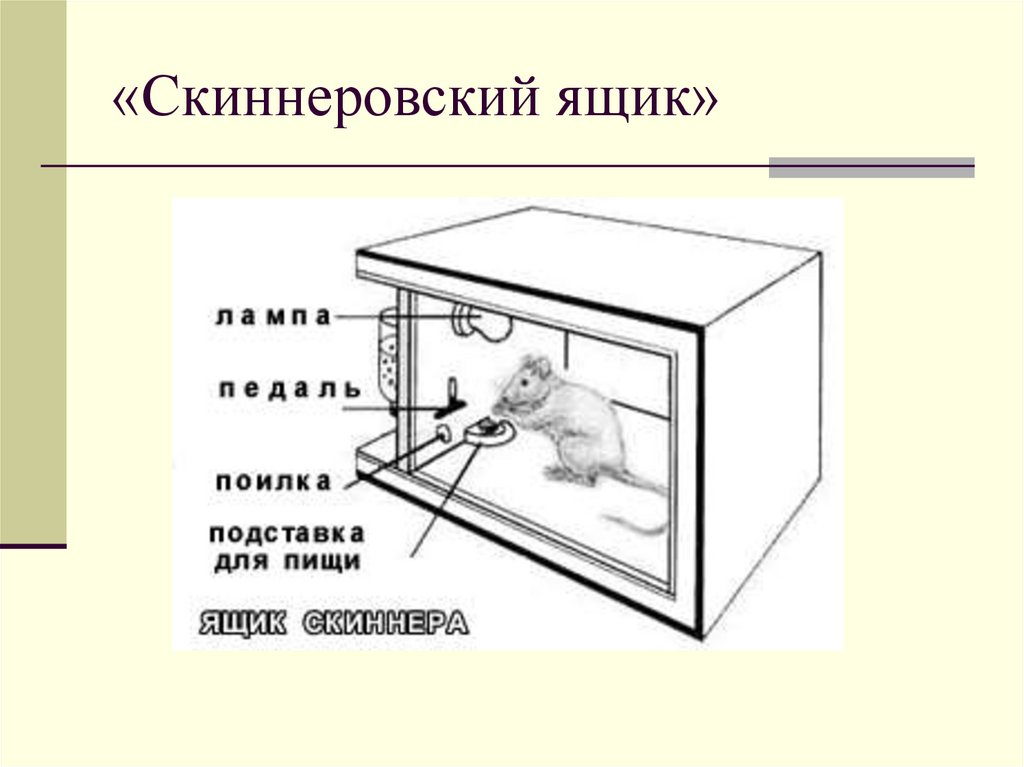 «Скиннеровский ящик»