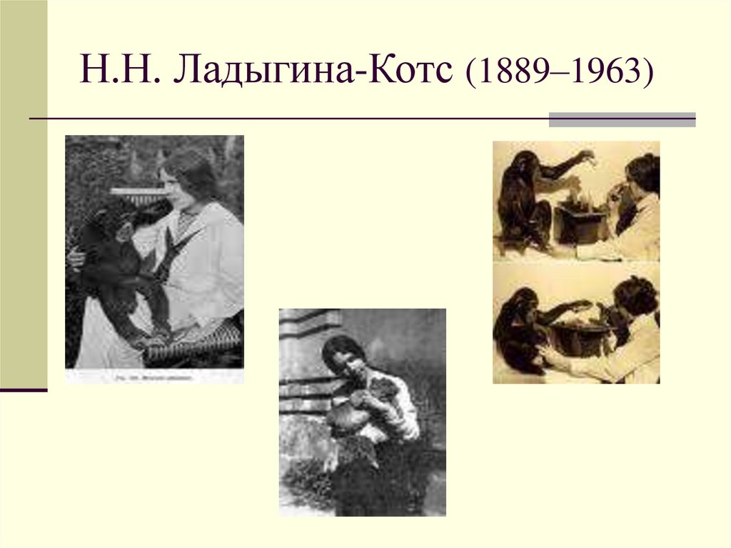 Н.Н. Ладыгина-Котс (1889–1963)