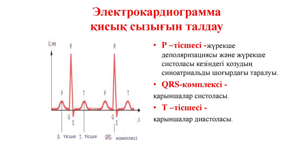 Электрокардиограмма қисық сызығын талдау