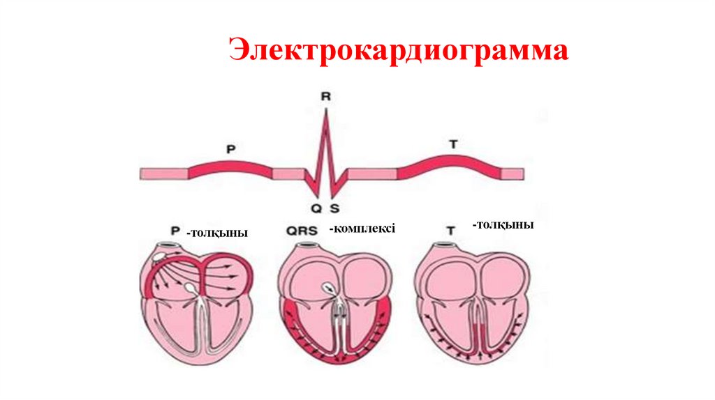 Электрокардиограмма