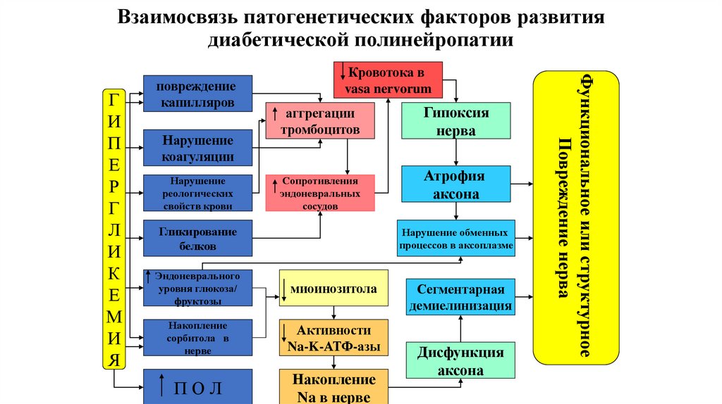 Взаимосвязь патогенетических факторов развития диабетической полинейропатии