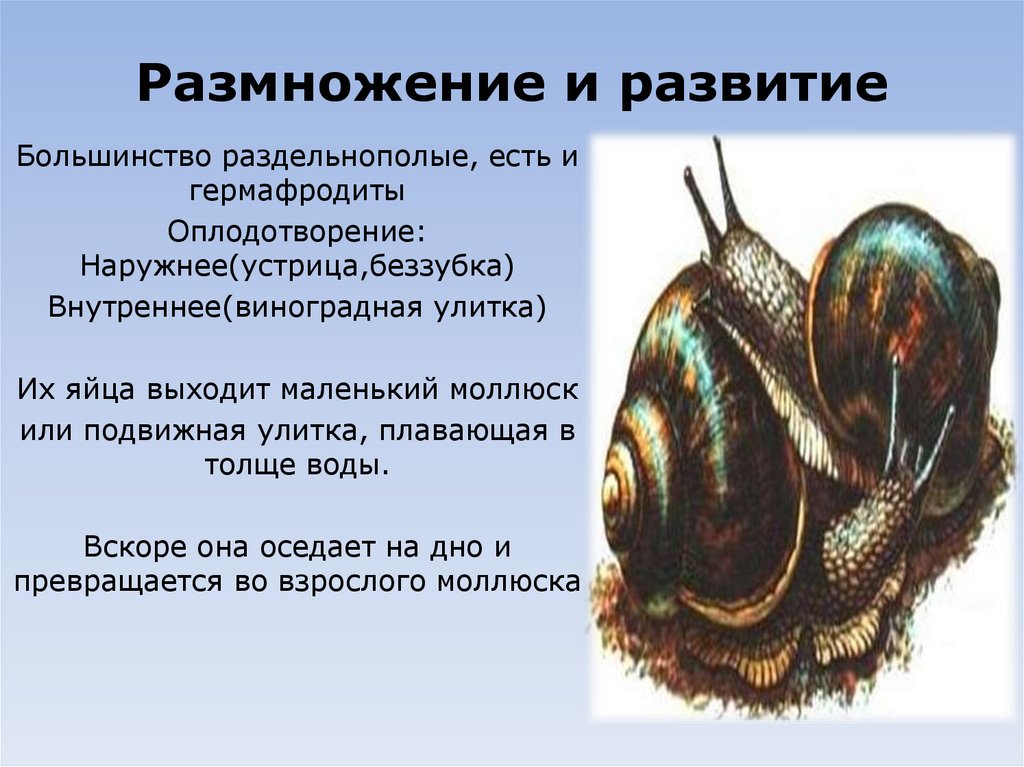 Размножение и развитие