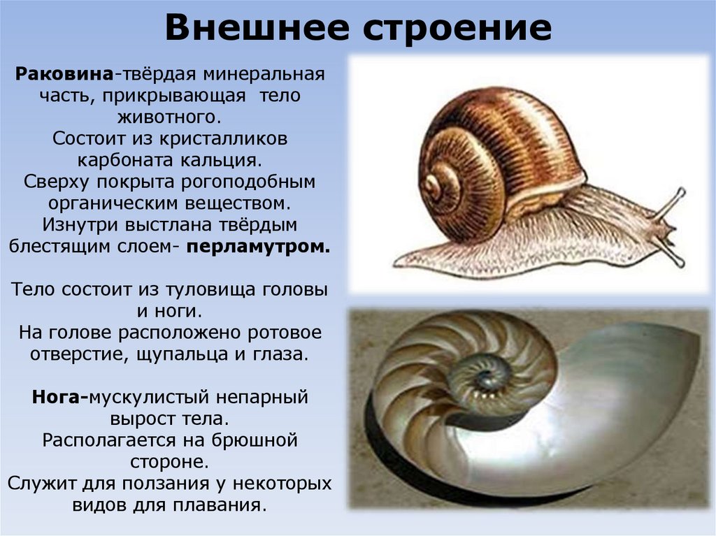 Внешнее строение