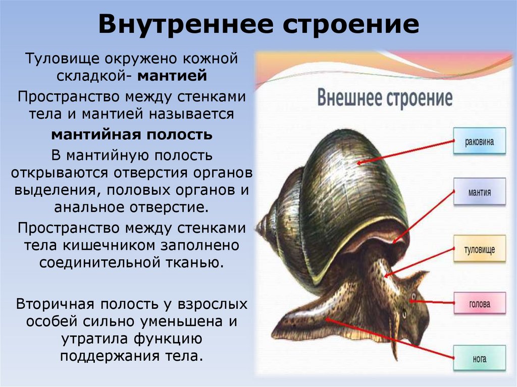Внутреннее строение
