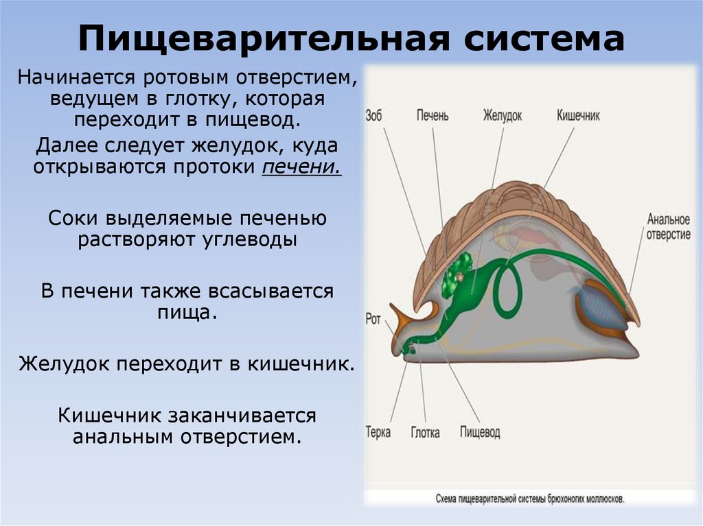 Пищеварительная система