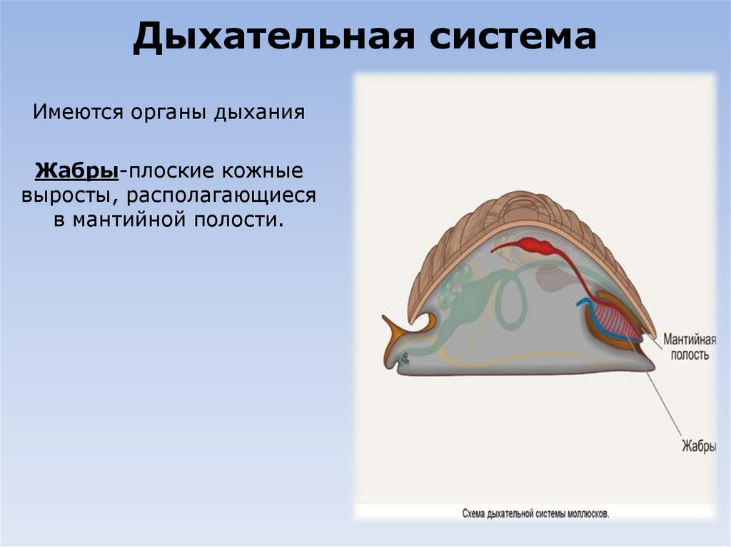 Дыхательная система