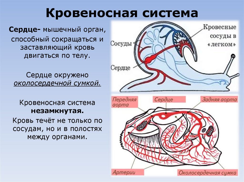 Кровеносная система