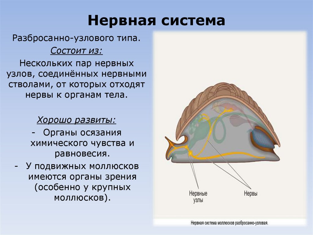 Нервная система