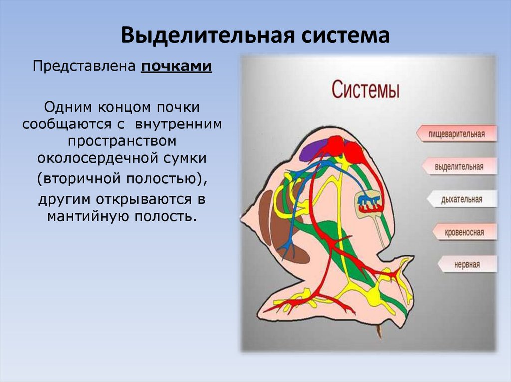 Выделительная система