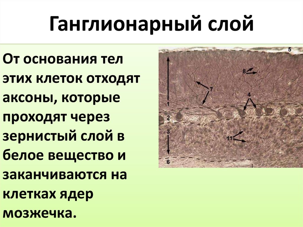 Ганглионарный слой