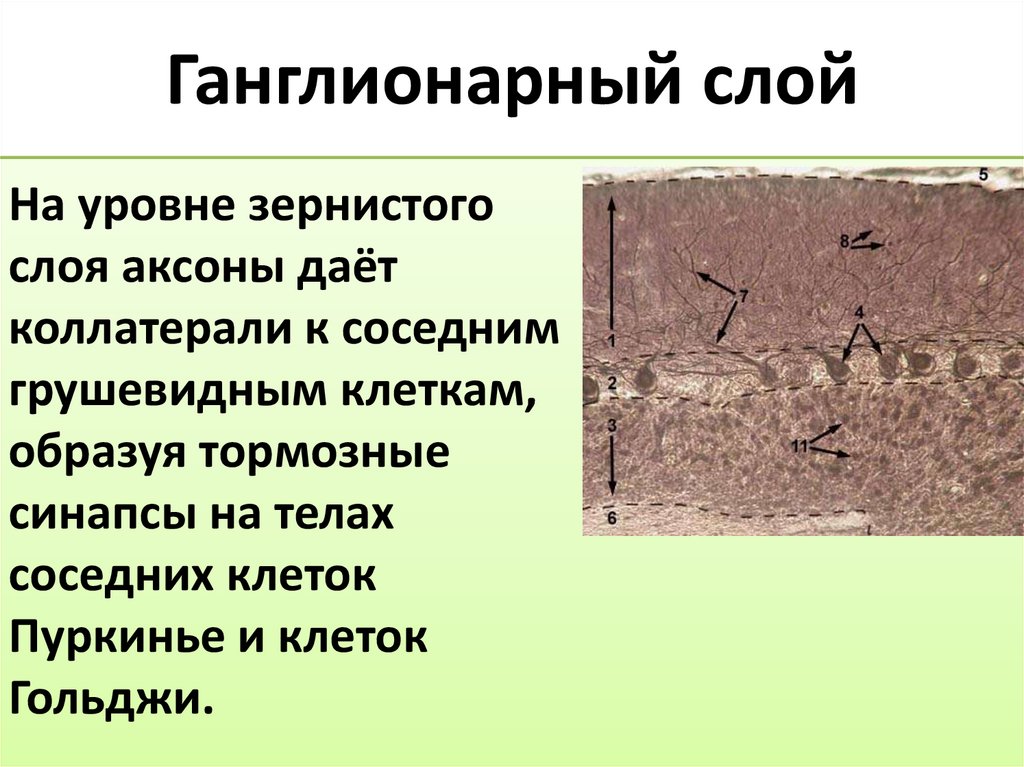 Ганглионарный слой