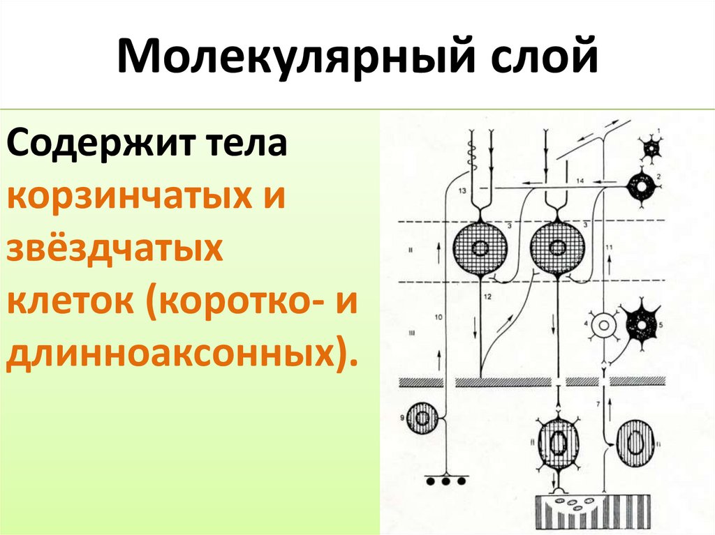 Молекулярный слой