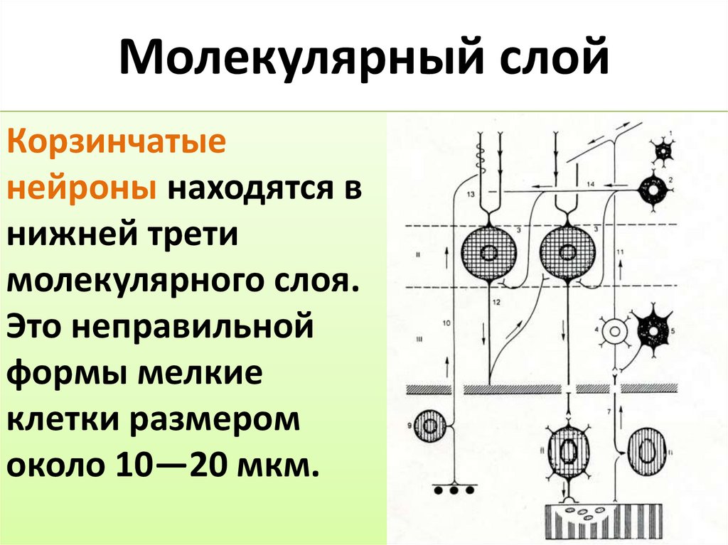 Молекулярный слой