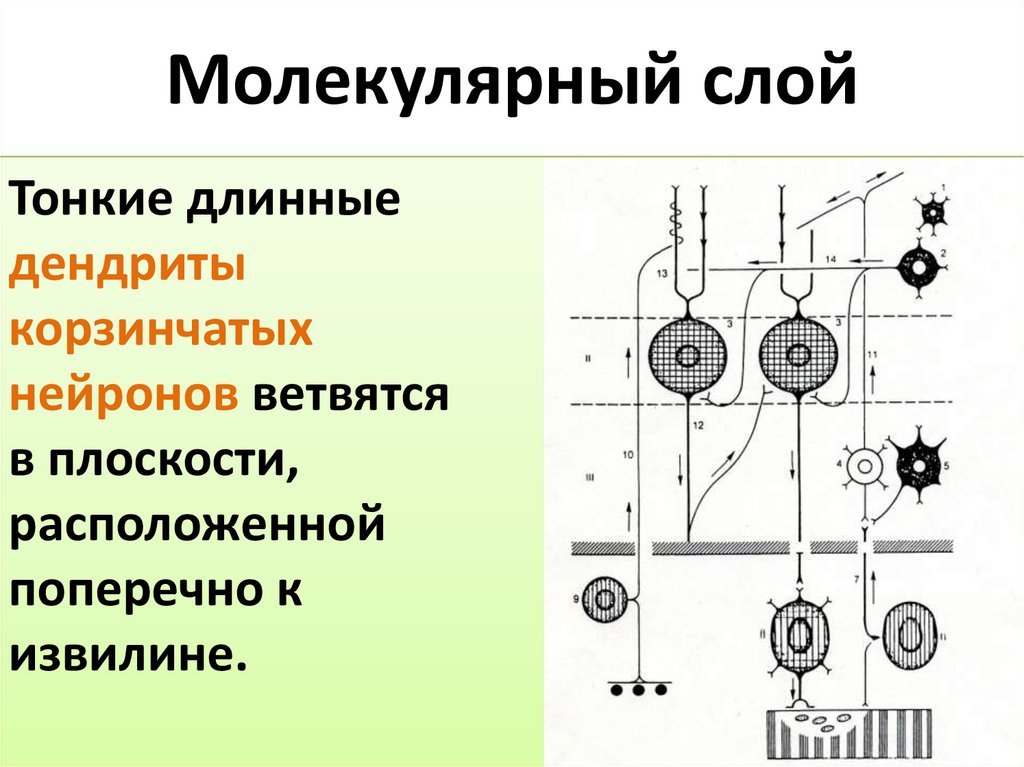 Молекулярный слой