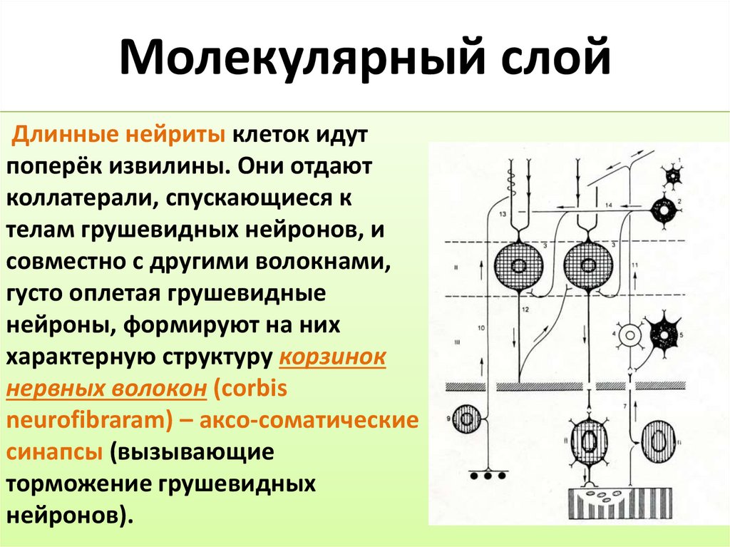 Молекулярный слой