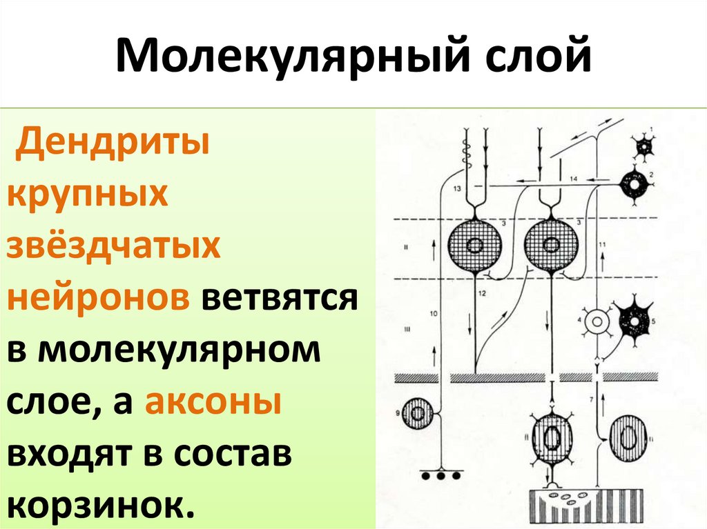 Молекулярный слой