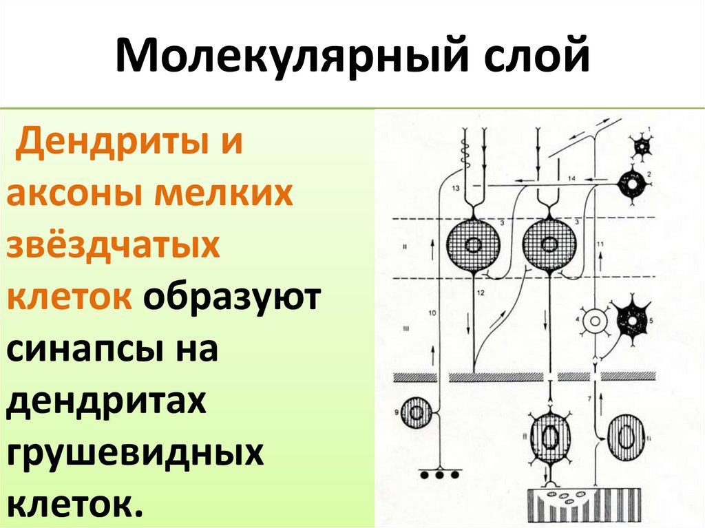 Молекулярный слой