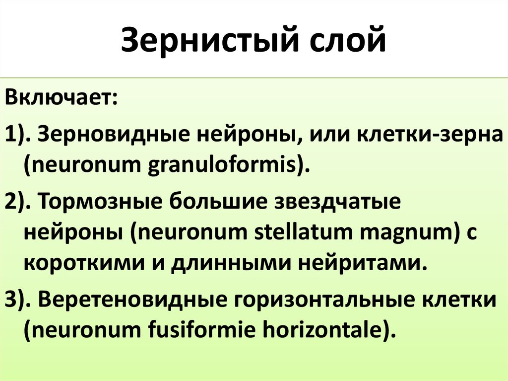 Зернистый слой