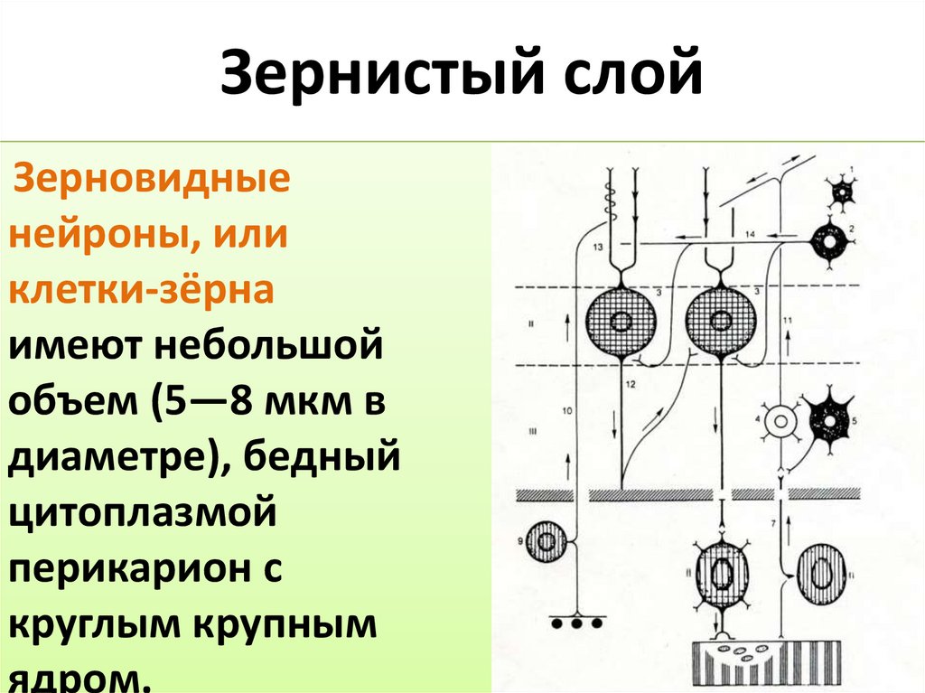 Зернистый слой