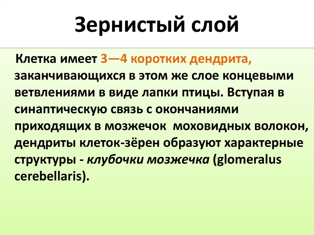 Зернистый слой