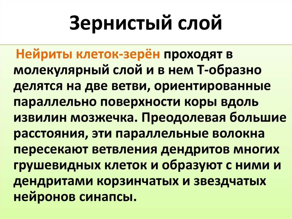 Зернистый слой