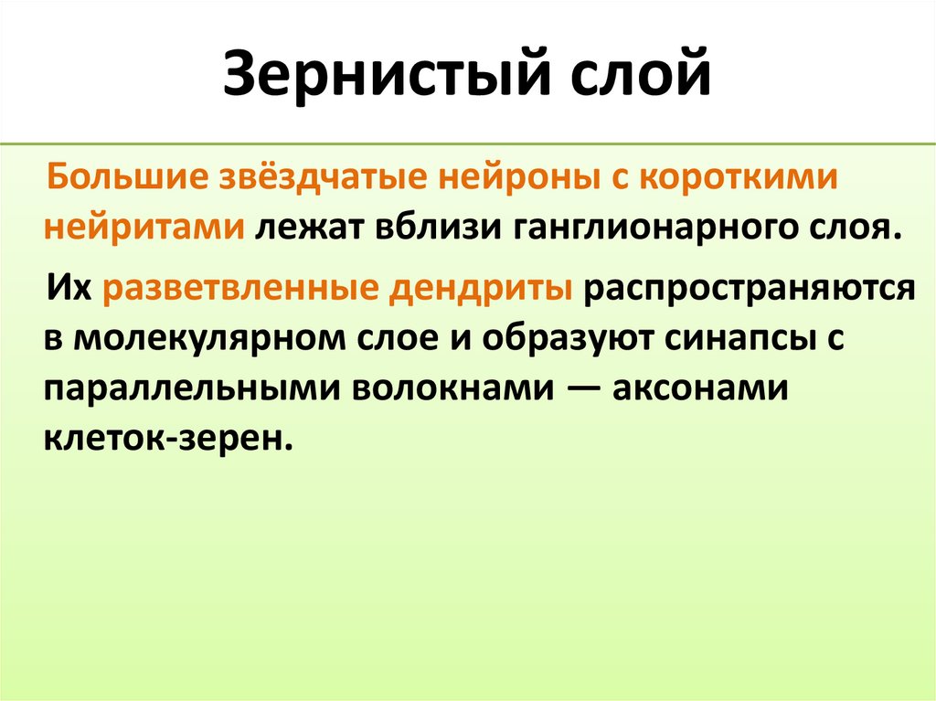 Зернистый слой