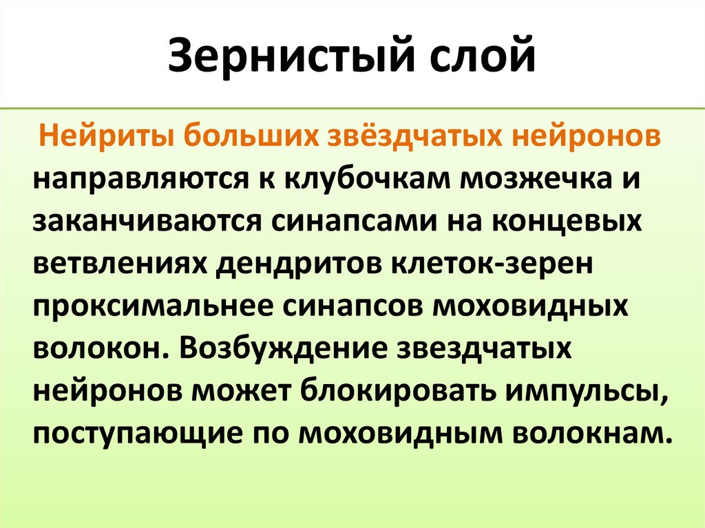 Зернистый слой