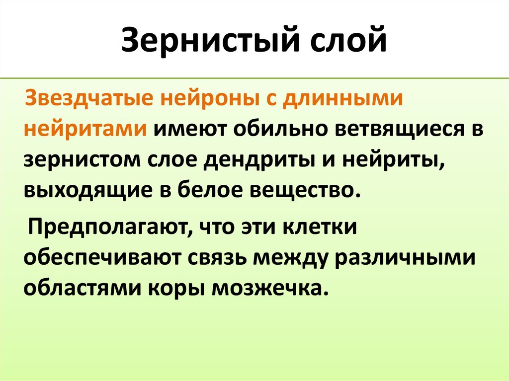 Зернистый слой