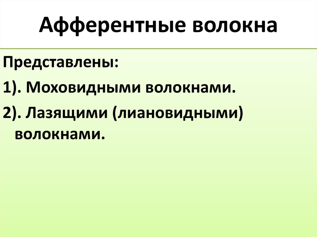 Афферентные волокна