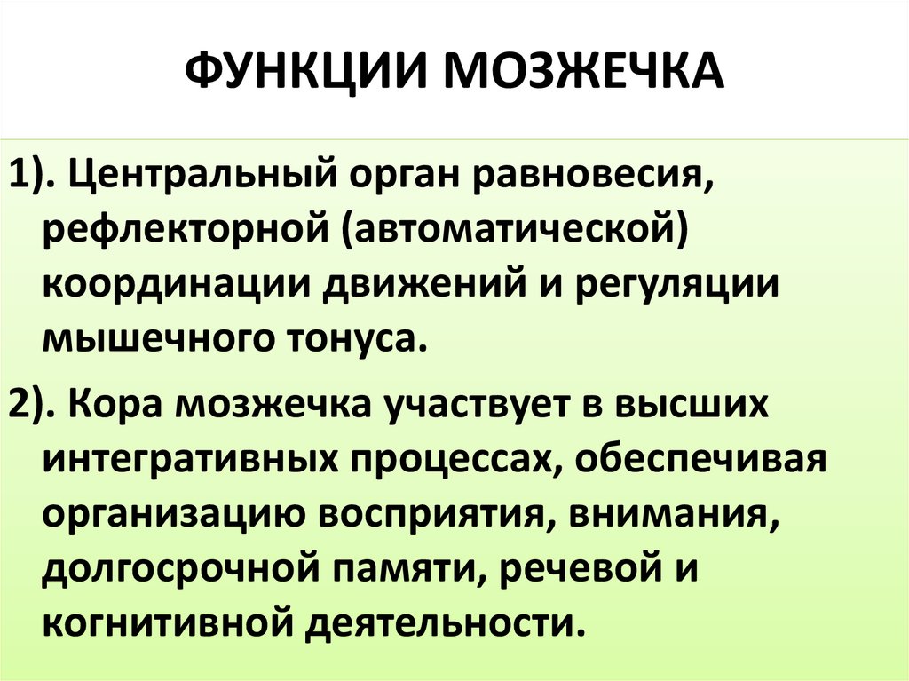 ФУНКЦИИ МОЗЖЕЧКА