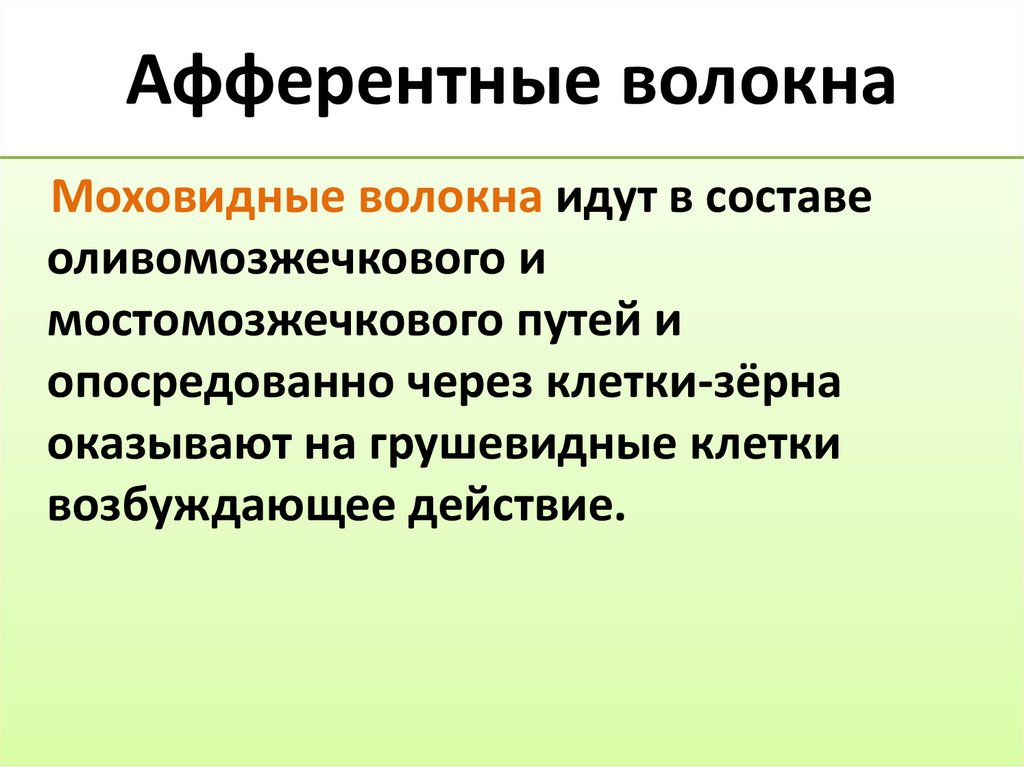 Афферентные волокна