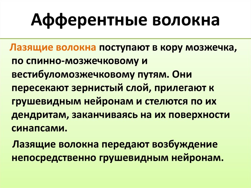Афферентные волокна