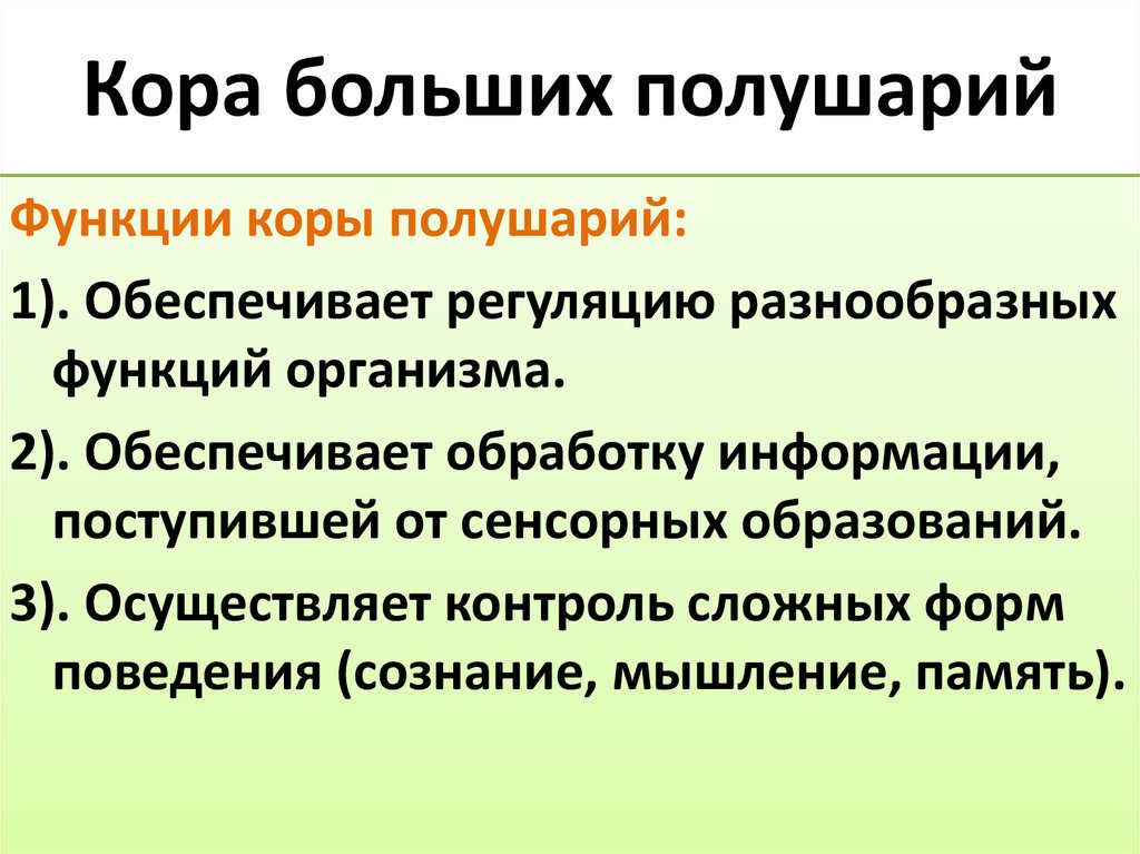 Кора больших полушарий