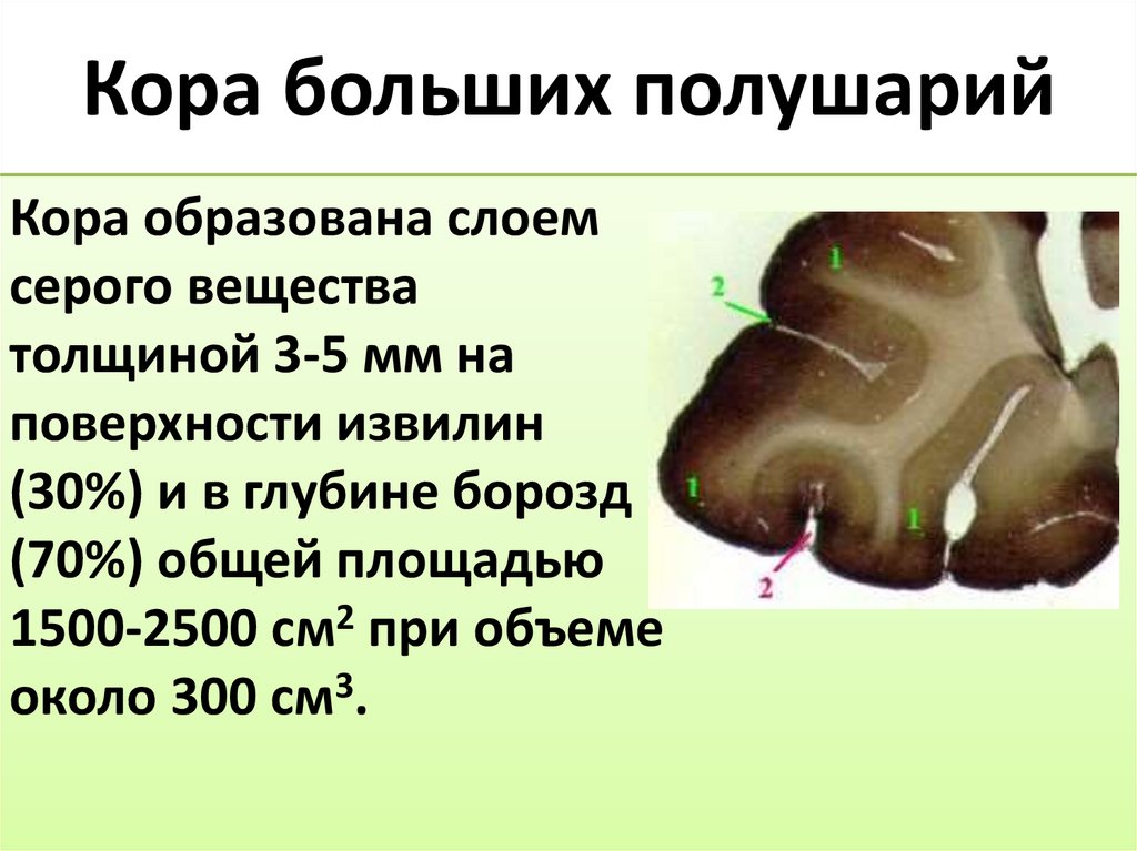 Кора больших полушарий