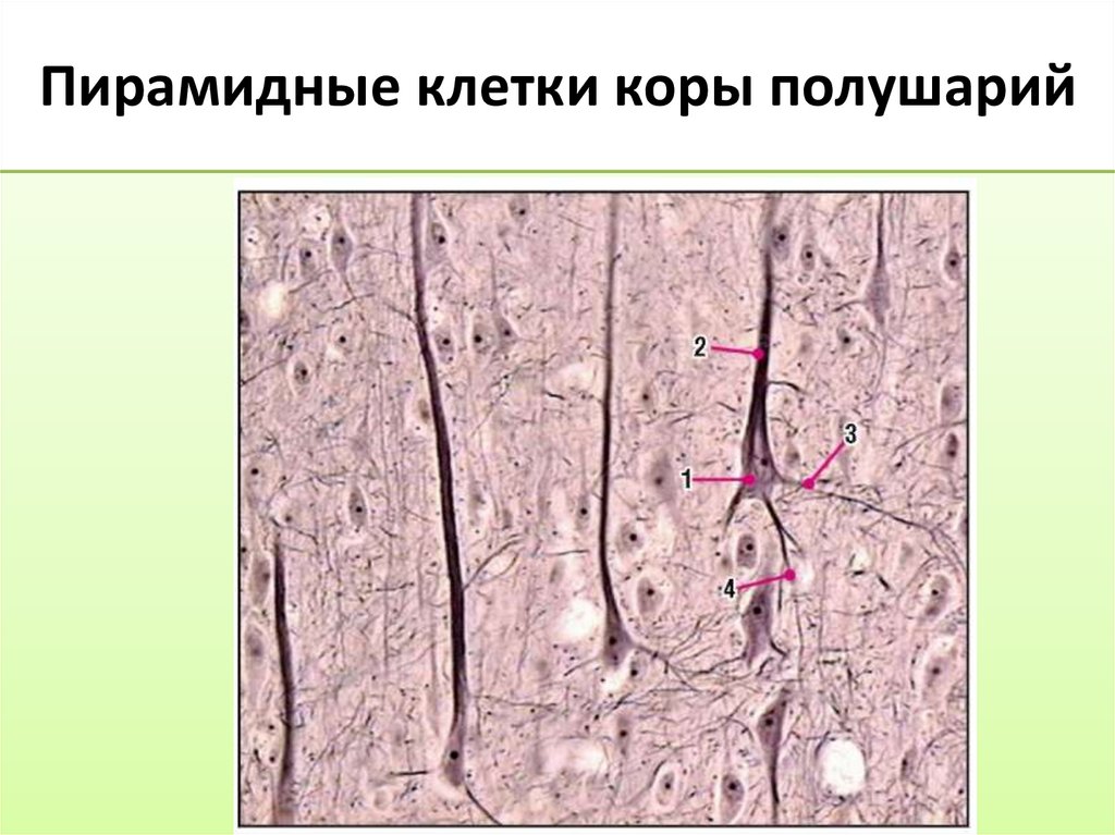 Пирамидные клетки коры полушарий