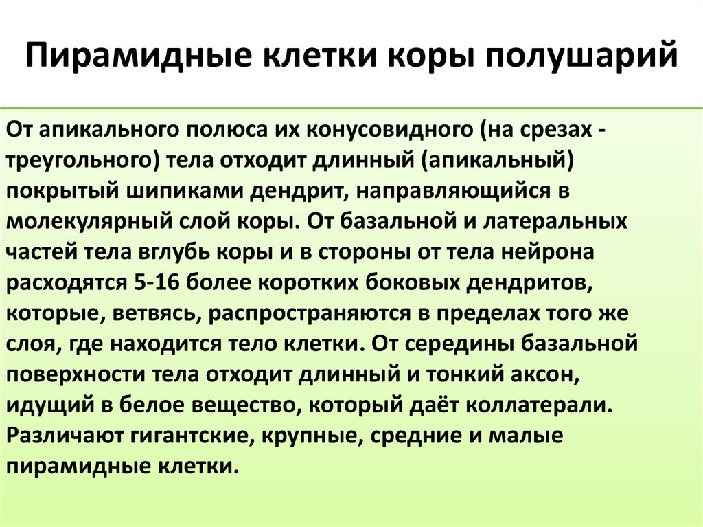 Пирамидные клетки коры полушарий