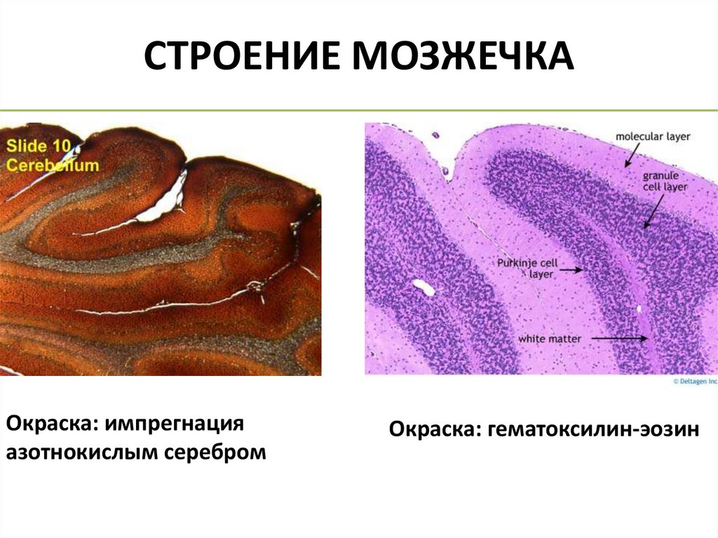 СТРОЕНИЕ МОЗЖЕЧКА