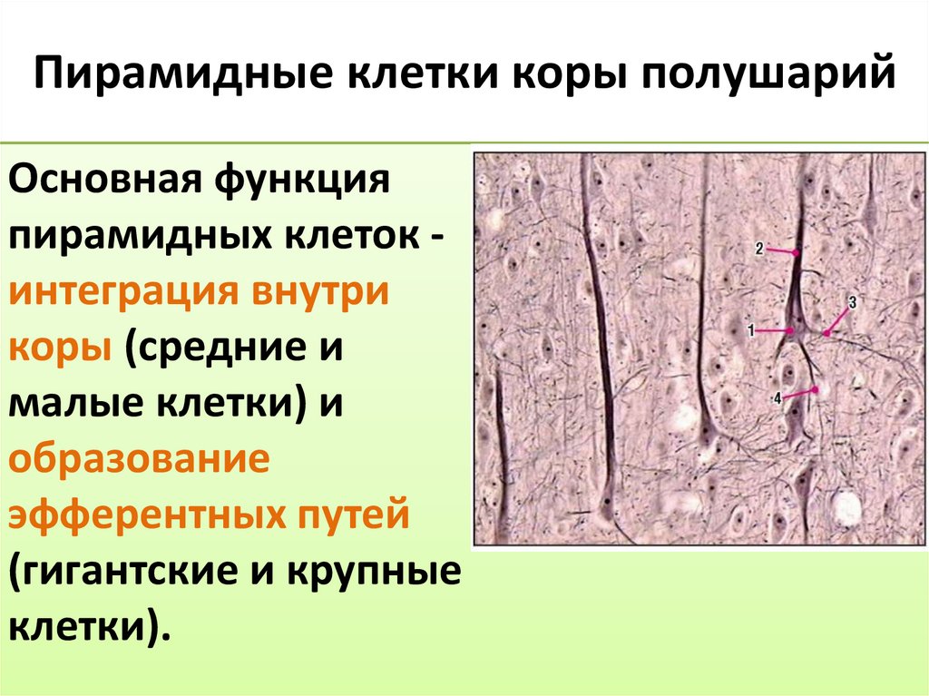 Пирамидные клетки коры полушарий