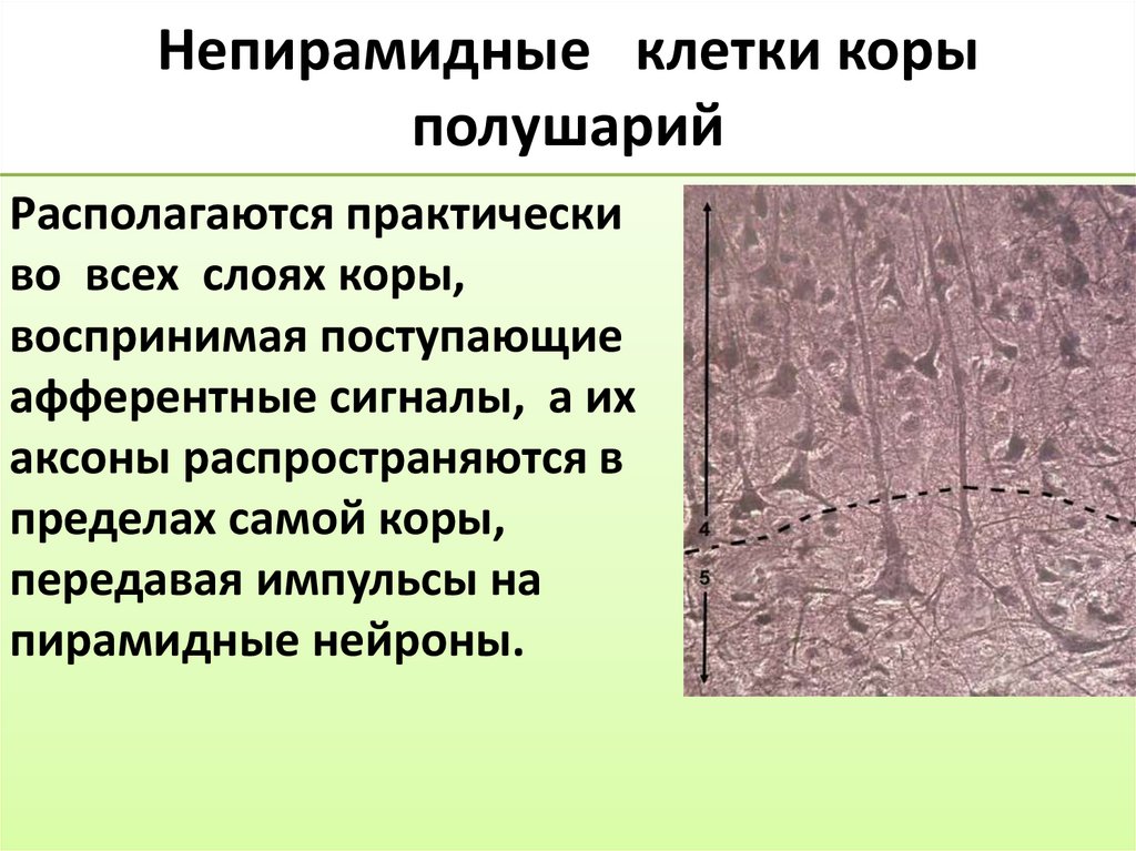 Непирамидные клетки коры полушарий