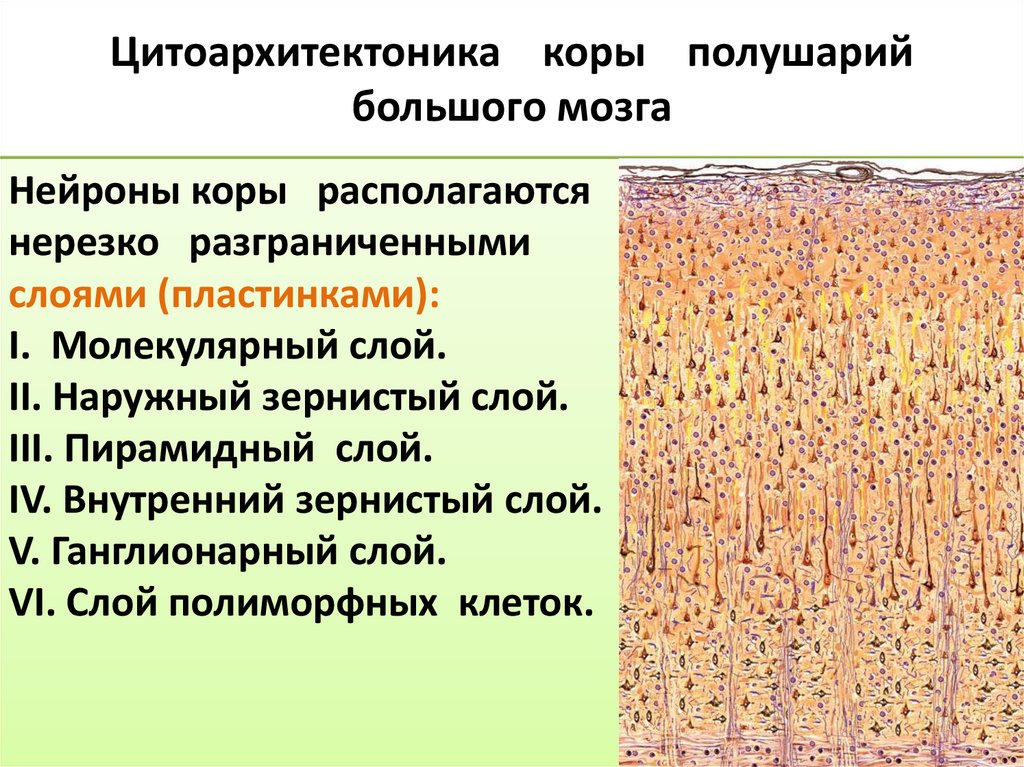 Цитоархитектоника коры полушарий большого мозга