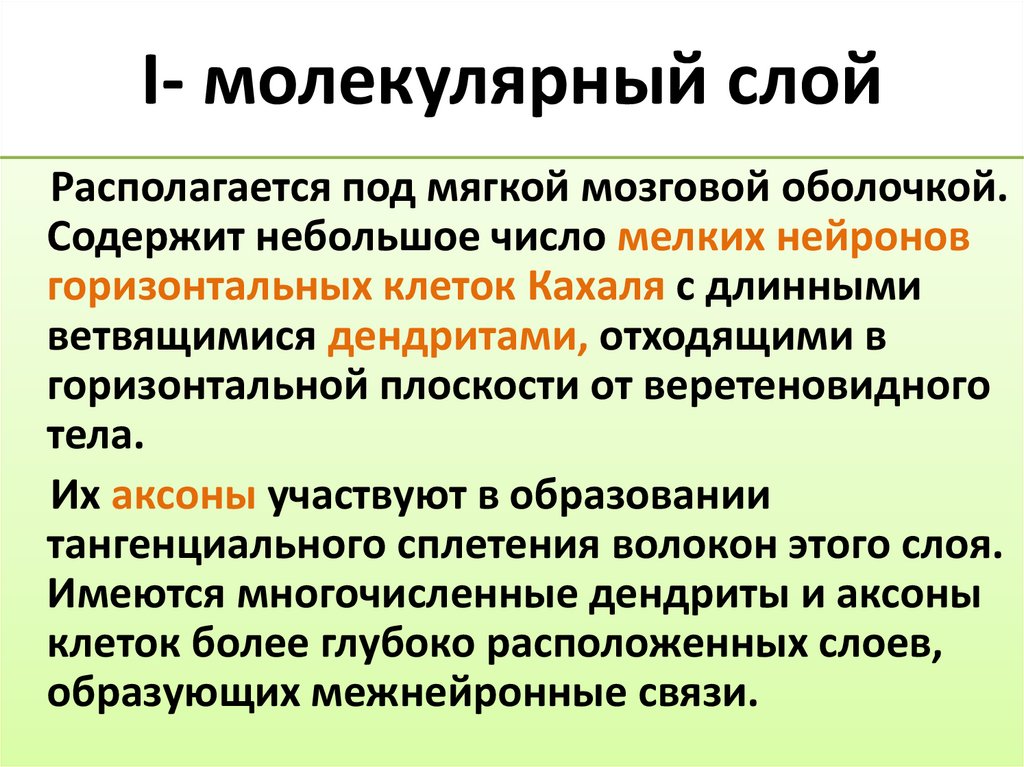 I- молекулярный слой