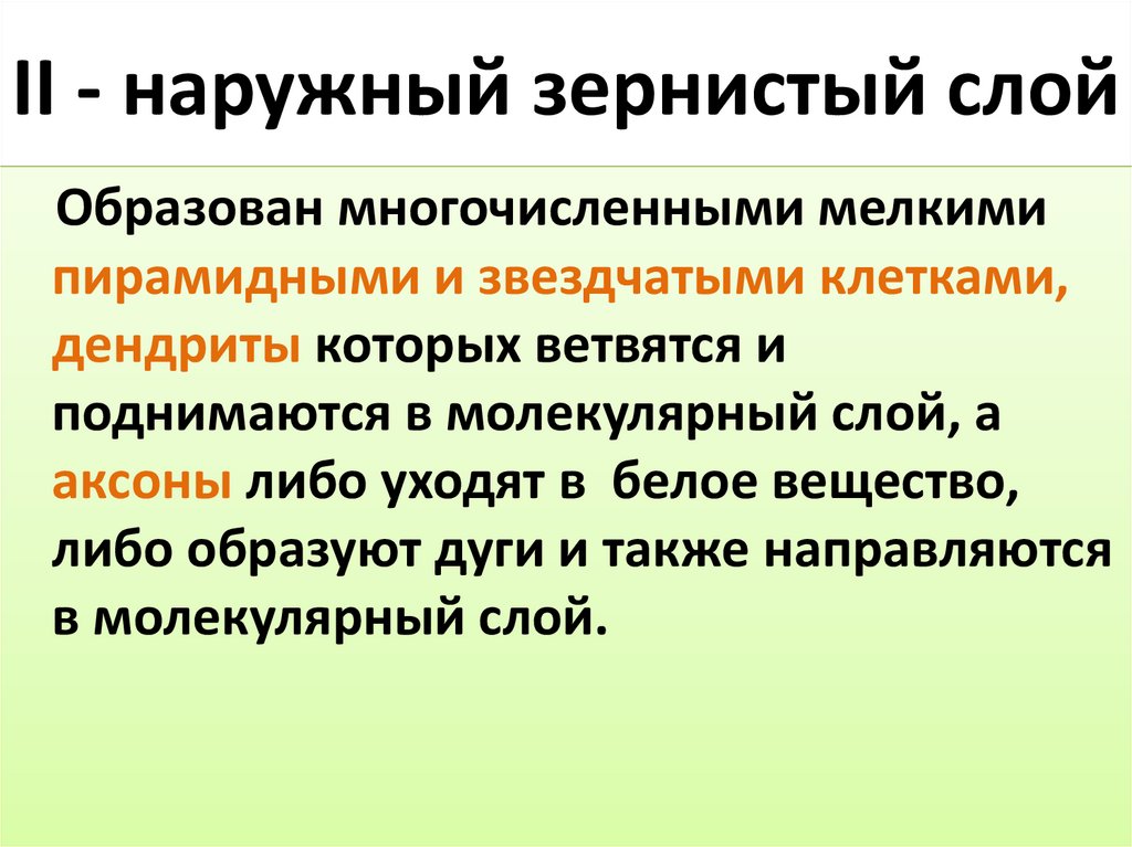 II - наружный зернистый слой